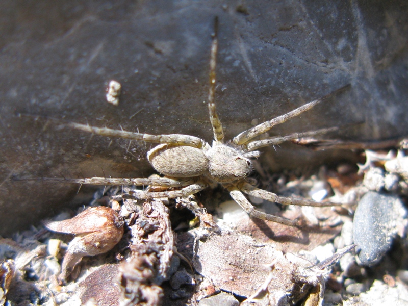 Pardosa wagleri